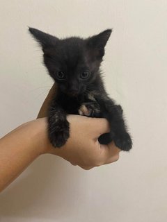 Happy 😇 - Domestic Short Hair Cat