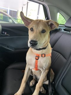 Lucy - Mixed Breed Dog