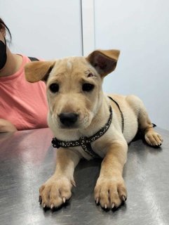 Xiao Liu - Labrador Retriever Mix Dog