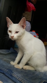 White Cat - Domestic Short Hair Cat