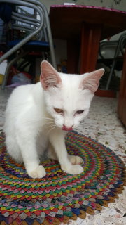 White Cat - Domestic Short Hair Cat