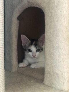 Lucky 🍀  - Domestic Medium Hair + Domestic Short Hair Cat