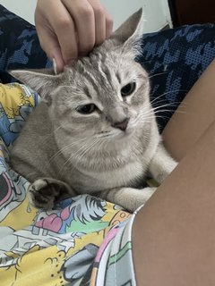 Tofu - Tabby + British Shorthair Cat