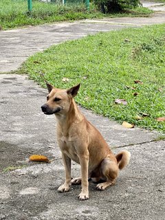 Glenn - Mixed Breed Dog