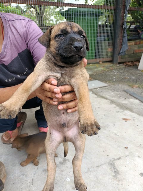 Baby Boy #1 - Mixed Breed Dog