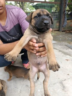 Baby Boy #1 - Mixed Breed Dog