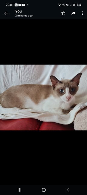 Mimii - Siamese Cat