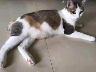 Omma - Domestic Short Hair Cat