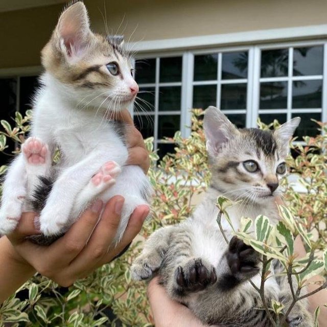 Gimbap &amp; Kimchi - Domestic Short Hair Cat