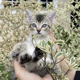 Gimbap &amp; Kimchi - Domestic Short Hair Cat