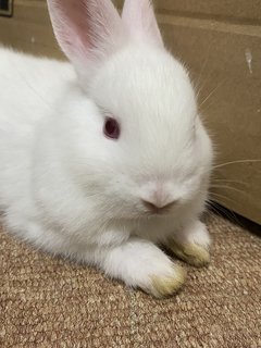 Mix Rabbit - Netherland Dwarf Rabbit