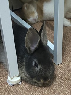 Mix Rabbit - Netherland Dwarf Rabbit