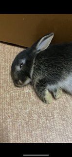 Mix Rabbit - Netherland Dwarf Rabbit