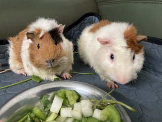 Tututz And Natnat - Guinea Pig Small & Furry