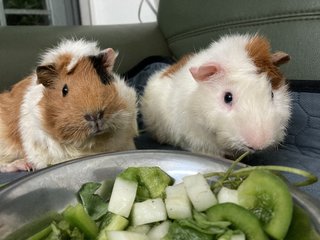 Tututz And Natnat - Guinea Pig Small & Furry