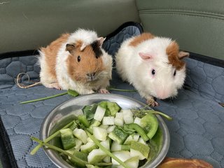 Tututz And Natnat - Guinea Pig Small & Furry