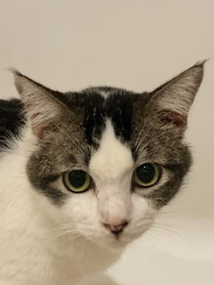 Fat Cat Finn - Domestic Short Hair Cat