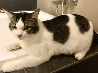 Fat Cat Finn - Domestic Short Hair Cat