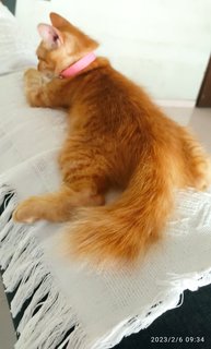 Pong Pong 怦怦 (Bahau Adoption) - Domestic Short Hair + Domestic Medium Hair Cat