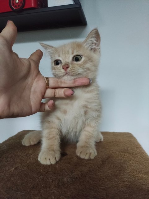 Cream - British Shorthair Cat