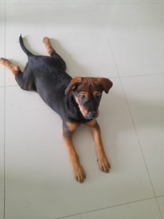 Hero Mongrel Pup - Mixed Breed Dog