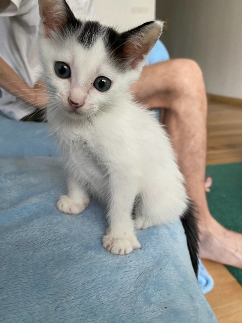 Poochi - Domestic Long Hair Cat