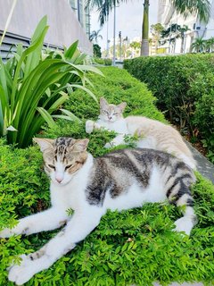 Boys  - Domestic Medium Hair Cat