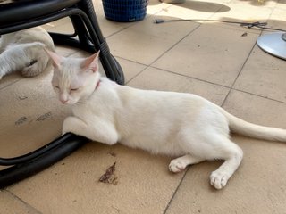 Verdi  - Domestic Short Hair Cat