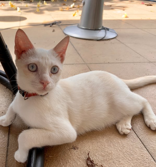 Verdi  - Domestic Short Hair Cat