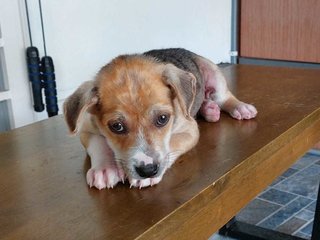 Patches - Mixed Breed Dog