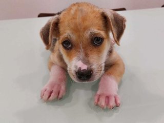 Patches - Mixed Breed Dog