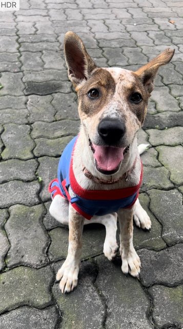 Beautiful Cleo - The Smiley Happy Girl! - Mixed Breed Dog