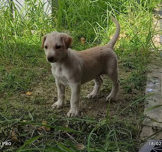 Twinkie - Mixed Breed Dog