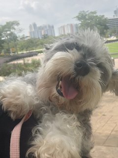 Kirby - Schnauzer Dog