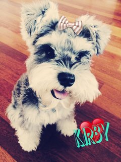 Kirby - Schnauzer Dog