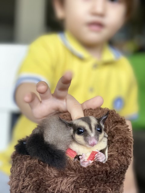 A Colony Of Sugar Gliders  - Sugar Glider Small & Furry