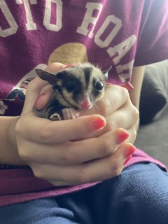 A Colony Of Sugar Gliders  - Sugar Glider Small & Furry