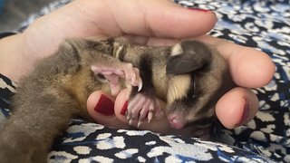 A Colony Of Sugar Gliders  - Sugar Glider Small & Furry