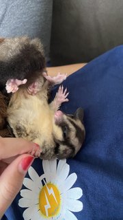 A Colony Of Sugar Gliders  - Sugar Glider Small & Furry