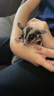 A Colony Of Sugar Gliders  - Sugar Glider Small & Furry