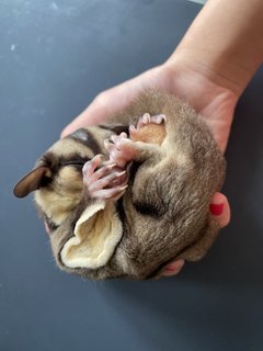 A Colony Of Sugar Gliders  - Sugar Glider Small & Furry