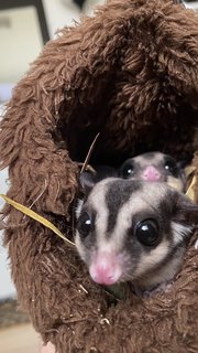 A Colony Of Sugar Gliders  - Sugar Glider Small & Furry