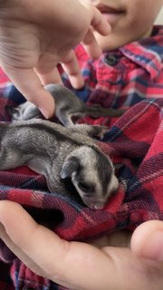 A Colony Of Sugar Gliders  - Sugar Glider Small & Furry