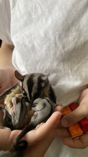 A Colony Of Sugar Gliders  - Sugar Glider Small & Furry