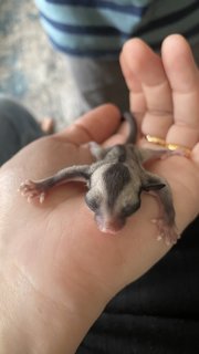 A Colony Of Sugar Gliders  - Sugar Glider Small & Furry