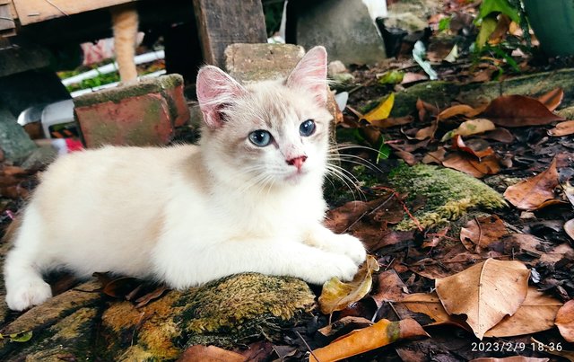 Miyo (M) &amp; Miya (F) - Domestic Short Hair + Siamese Cat