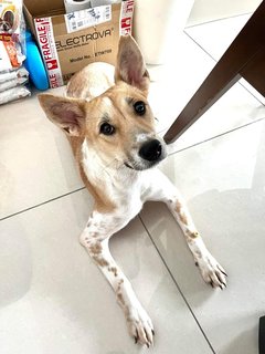 Paula - Mixed Breed Dog