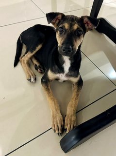 Puppy 45 - Mixed Breed Dog