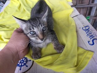 The Tabby Brothers - Tabby + Domestic Short Hair Cat