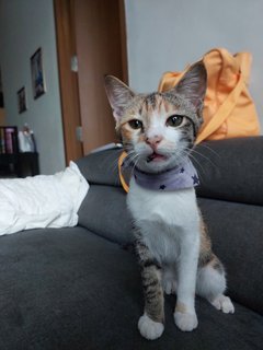 Luna - Calico + Domestic Short Hair Cat